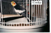 cocky.jpg