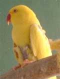 daffy1.jpg