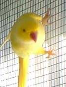daisy1.jpg