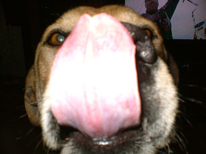 dinopage1.jpg
