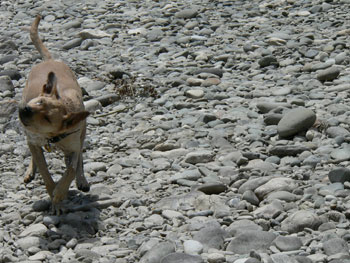 dinopage6.jpg