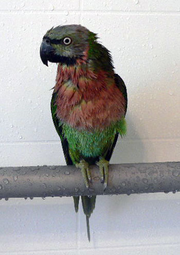 hootshower1.jpg
