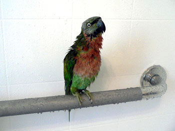 hootshower2.jpg