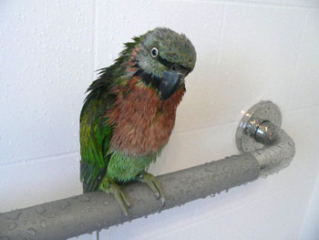 hootshower3.jpg
