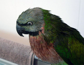 hootshower4.jpg