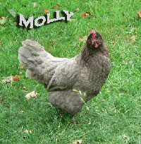 molly.jpg