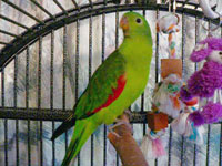 polly.jpg