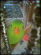 polly1.jpg