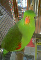 polly2.jpg