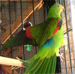 polly7.jpg